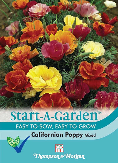 Californian Poppy Mixed.