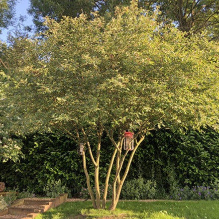 Amelanchier Lamarckii (Ceppaia Ombrelliforme)