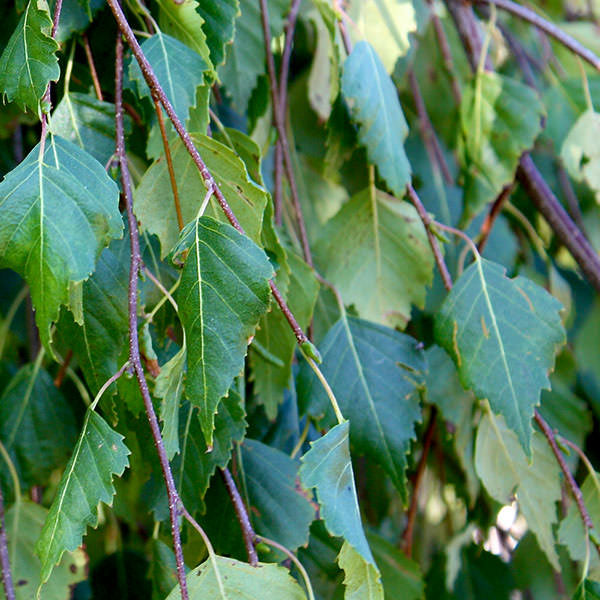 Betula Pendula Youngii