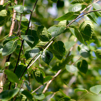 Amelanchier Lamarckii (Ceppaia Ombrelliforme)
