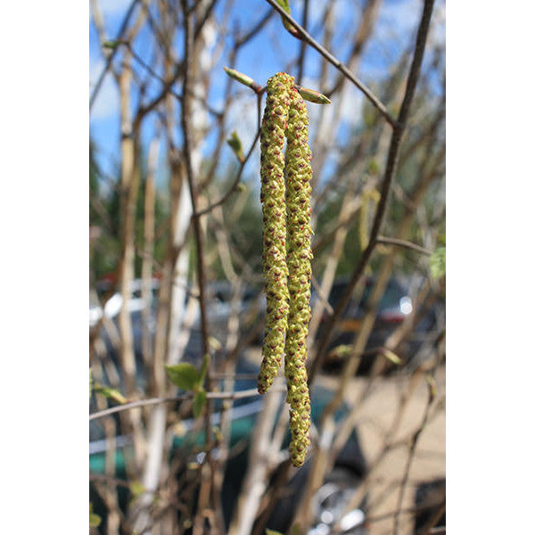 Amelanchier Lamarckii (Ceppaia Ombrelliforme)