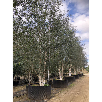 Amelanchier Lamarckii (Ceppaia Ombrelliforme)