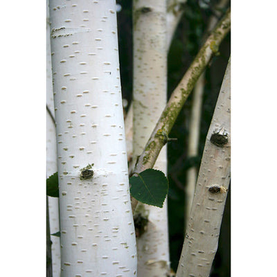 Amelanchier Lamarckii (Ceppaia Ombrelliforme)
