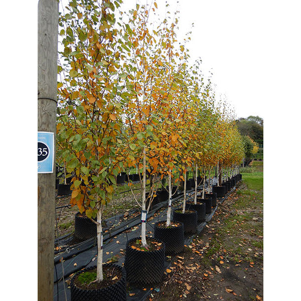 Amelanchier Lamarckii (Ceppaia Ombrelliforme)