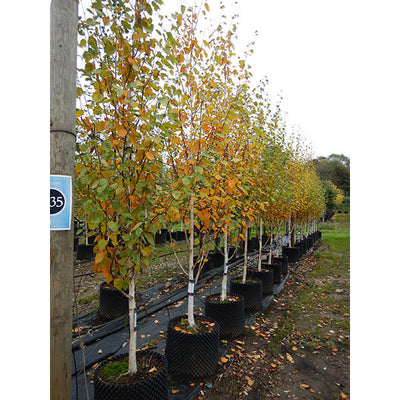 Amelanchier Lamarckii (Ceppaia Ombrelliforme)
