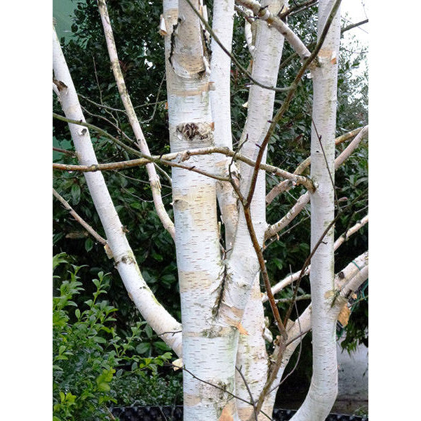 Amelanchier Lamarckii (Ceppaia Ombrelliforme)