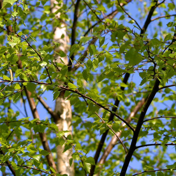 Betula Pendula CLT 375 500-600 Multitronco