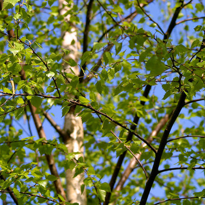 Betula Pendula CLT 375 500-600 Multitronco