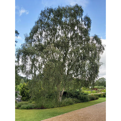 Betula Pendula CLT 375 500-600 Multitronco