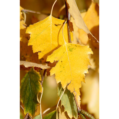 Betula Pendula CLT 375 500-600 Multitronco