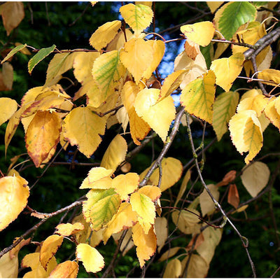 Betula Pendula CLT 375 500-600 Multitronco
