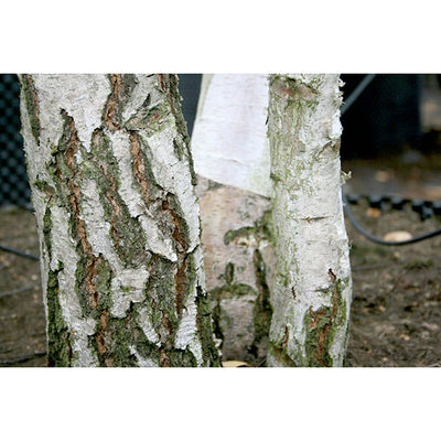 Betula Pendula CLT 375 500-600 Multitronco