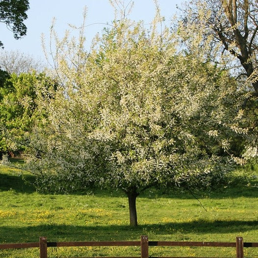 Prunus Padus New-CLT 35 08-10 A.F.