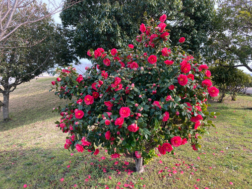 Camellia Japonica Rosso