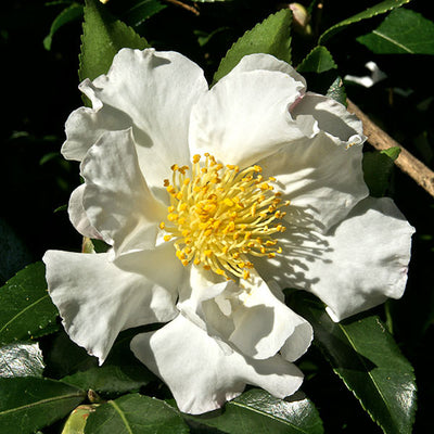 Camellia Sasanqua Cleopatra CLT 375 250-300 Art.31 Ceppaia Ombrelliforme