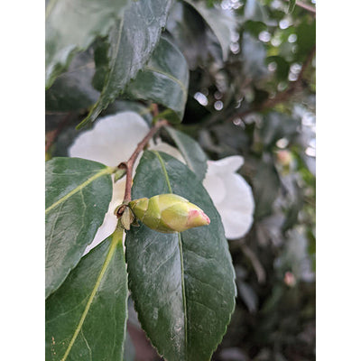 Camellia Sasanqua Cleopatra CLT 375 250-300 Art.31 Ceppaia Ombrelliforme