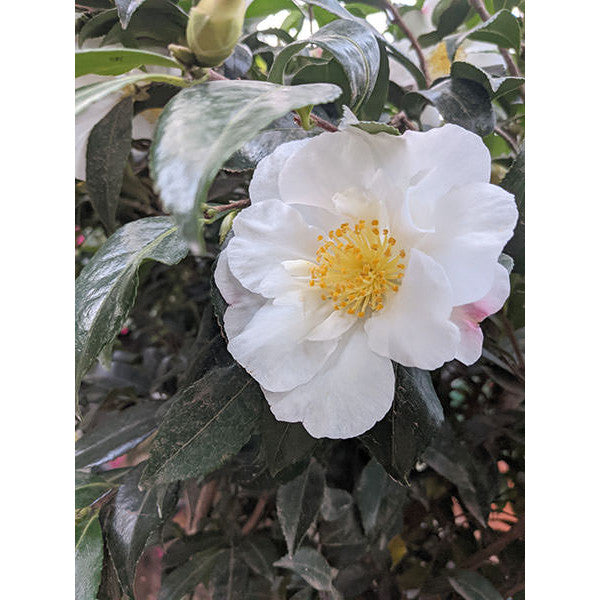 Camellia Sasanqua Cleopatra CLT 375 250-300 Art.31 Ceppaia Ombrelliforme
