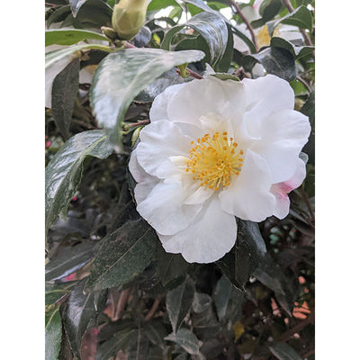 Camellia Sasanqua Cleopatra CLT 375 250-300 Art.31 Ceppaia Ombrelliforme