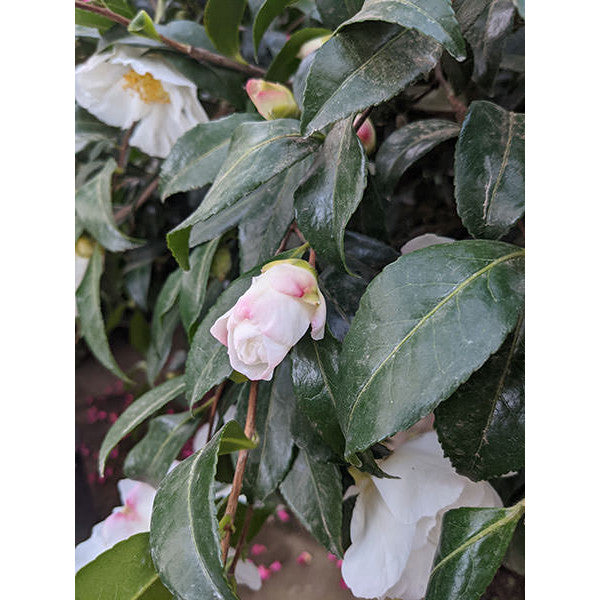 Camellia Sasanqua Cleopatra CLT 375 250-300 Art.31 Ceppaia Ombrelliforme