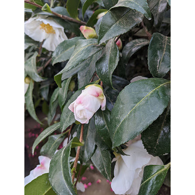 Camellia Sasanqua Cleopatra CLT 375 250-300 Art.31 Ceppaia Ombrelliforme