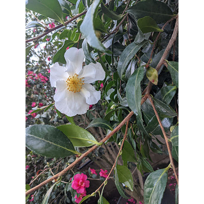 Camellia Sasanqua Cleopatra CLT 375 250-300 Art.31 Ceppaia Ombrelliforme