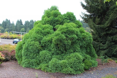 Cryptomeria Japonica Globosa Nana CLT 35-50 080-090 1/2 F.