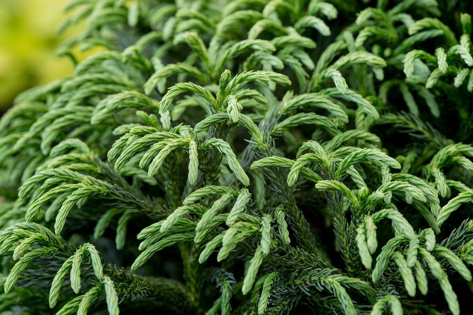Cryptomeria Japonica Globosa Nana CLT 35-50 080-090 1/2 F.