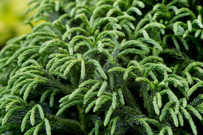Cryptomeria Japonica Globosa Nana CLT 35-50 080-090 1/2 F.