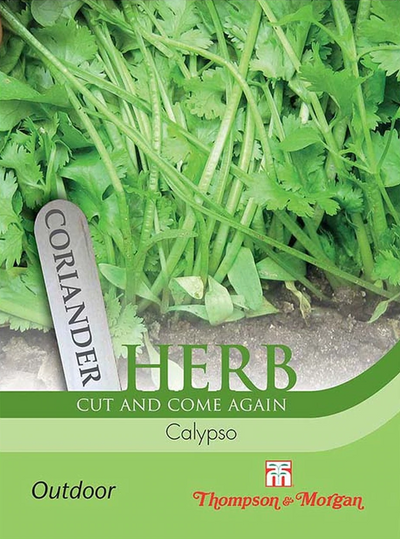 Herb Coriander Calypso