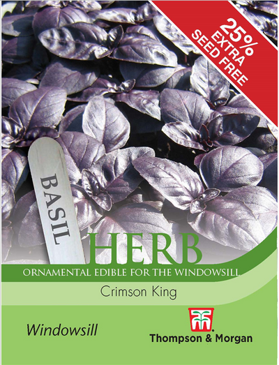 Herb Basil Crimson King