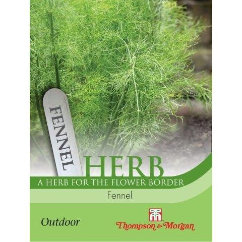 Herb Fennel