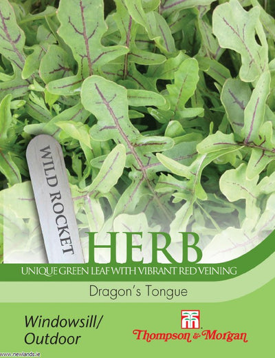 Herb Rocket Dragon's Tongue