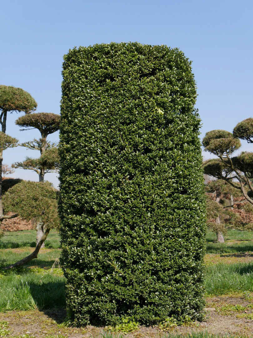 Ilex Crenata Kinme Deco Bonsai