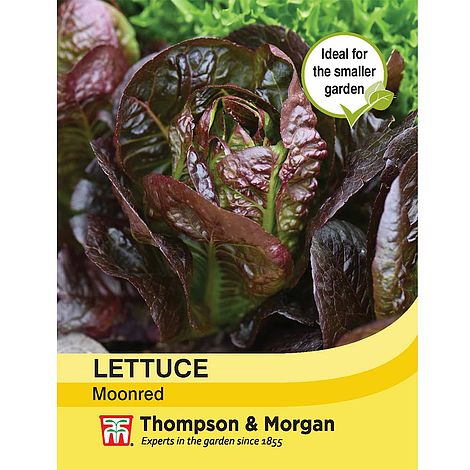 Lettuce Moonred - The Pavilion