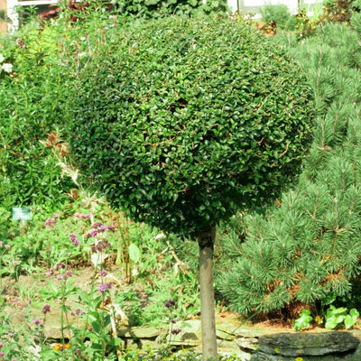 Ligustrum Delavayanum