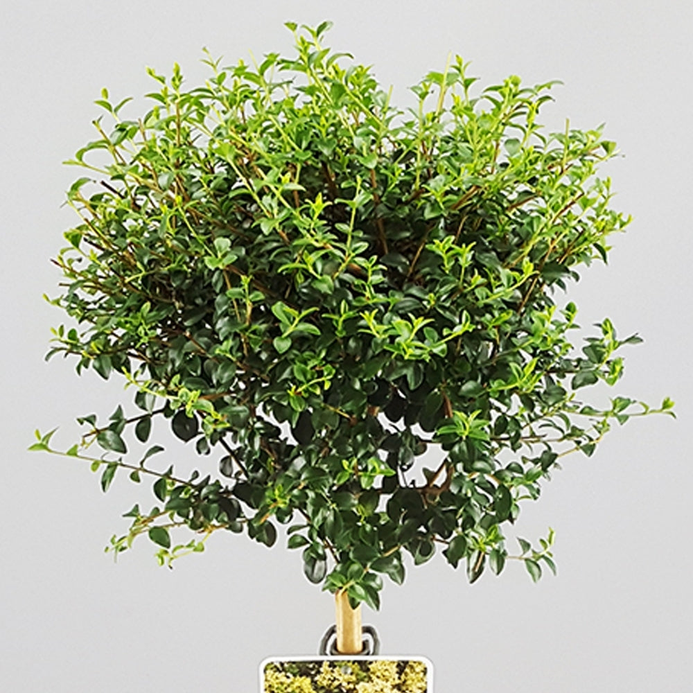 Ligustrum Delavayanum
