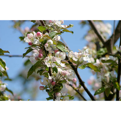 Malus Communis Royal Gala CLT 110 18-20 1/2 F.