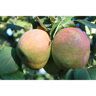 Malus Communis Royal Gala CLT 110 18-20 1/2 F.