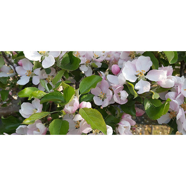 Malus Communis Royal Gala CLT 110 18-20 1/2 F.