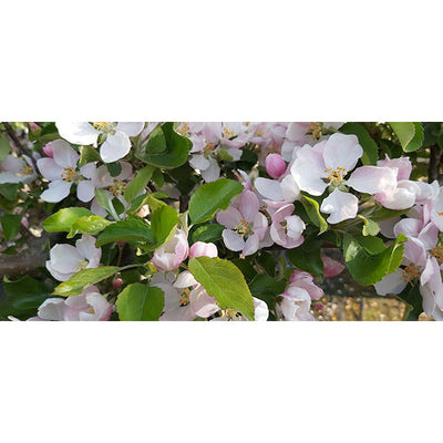 Malus Communis Royal Gala CLT 110 18-20 1/2 F.
