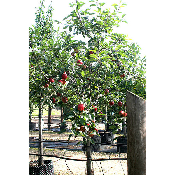 Malus Communis Royal Gala CLT 110 18-20 1/2 F.