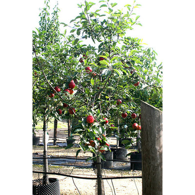 Malus Communis Royal Gala CLT 110 18-20 1/2 F.