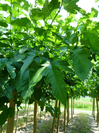 Morus Platanifolia Fruitless CLT 30-35 12-14 A.F.