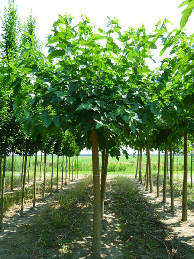 Morus Platanifolia Fruitless CLT 30-35 12-14 A.F.