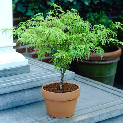 Green - Acer / Japanese Maple