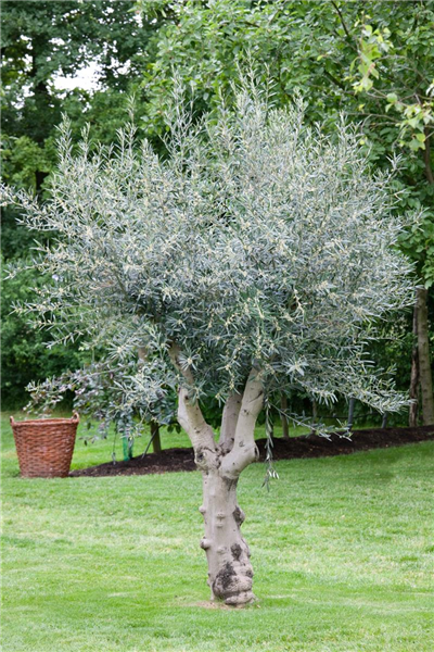 Olea Europaea Forma Toscana CLT 110-130 18-20 1/2 F. Cac