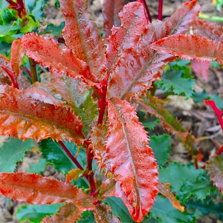 Photinia Serratifolia Crunchy Coupe 50 125-150 Ceppaia Ombrelliforme