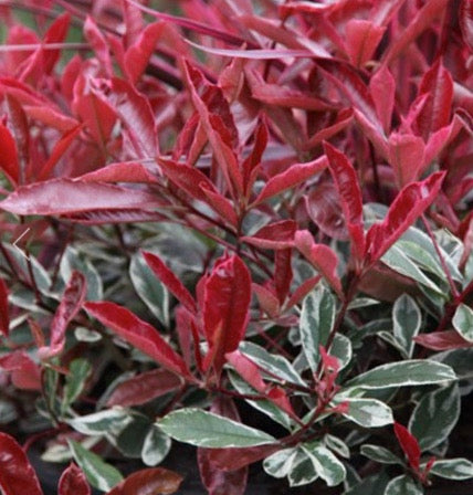 Photinia X Fraseri - Carre' Rouge Cassetta