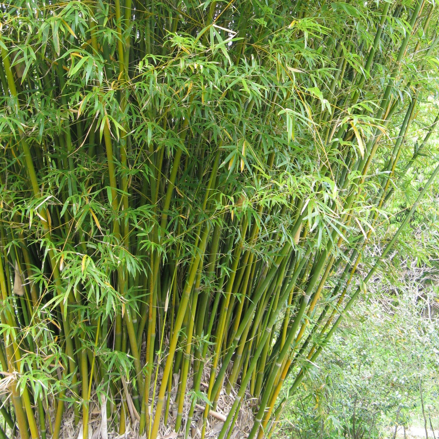 Bambusa Phyllost. Aurea CLT 15 150-200