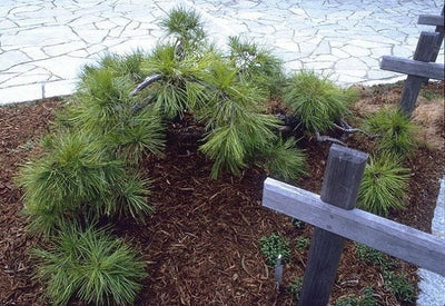 Pinus Densiflora Pendula CLT 25 060-070 1/2 F.